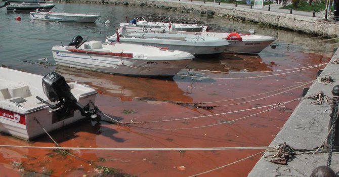Silivri sahili görenleri şaşırttı