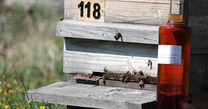 'Bal sirkesi'nin önemli bir faydası