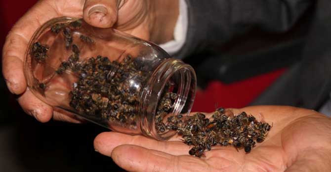 Milyonlarca arı bu yüzden telef oldu