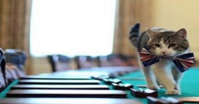 İngiltere'de kediyi bakanlık kadrosuna aldılar