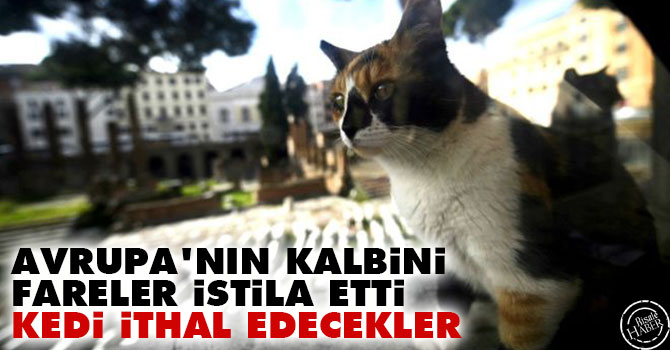 Avrupa'nın kalbini fareler istila etti kedi ithal edecekler