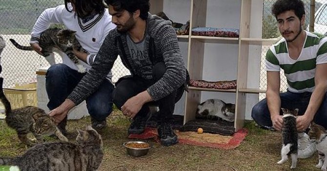 Üniversite öğrencileri 'Kediversite' kurdu