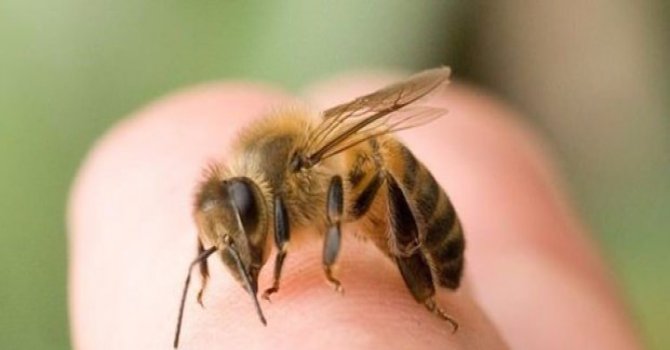Kansere karşı "arı zehri" önerisi