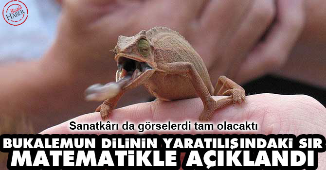 Bukalemun dilinin yaratılışındaki sır matematikle açıklandı