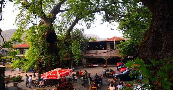 Bin 900 yıllık çınara gözleri gibi bakıyorlar