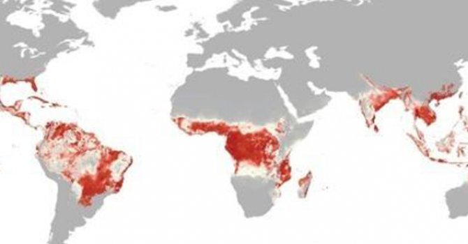 Zika virüsü Amerika'da yayılıyor