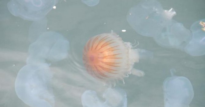 İzmir körfezini deniz anaları istila etti