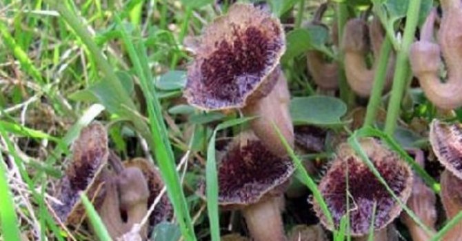 Dünyada sadece Samsun'da bulunan bitkinin yeri sır gibi saklanıyor