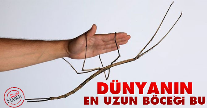 Dünyanın en uzun böceği bu