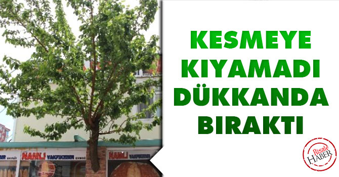 Kesmeye kıyamadı dükkanda bıraktı