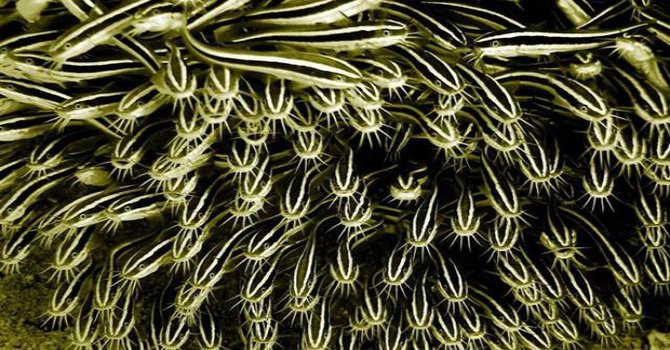 Akdeniz kıyılarında yeni bir zehirli balık tehdidi belirlendi