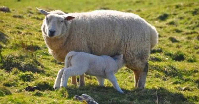 Kur'an-ı Kerim'de adı geçen hayvanlar (Foto Galeri)