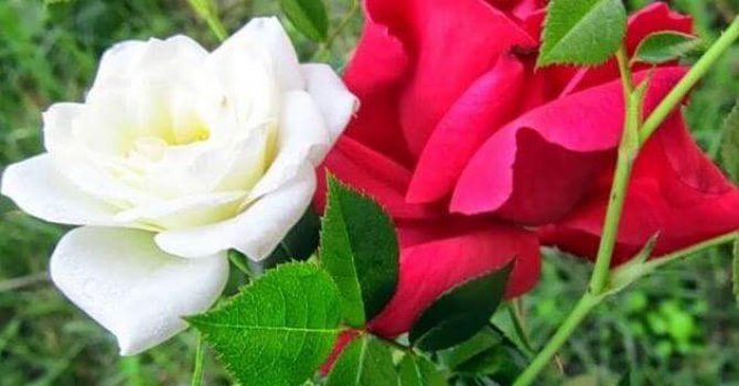 'Ey Rabbim, ölüleri nasıl dirilttiğini bana göster'