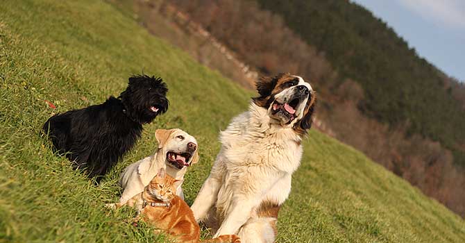 Köpekler sahiplerinin üzüntüsünü paylaşıyor