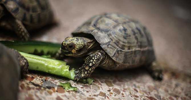 Gazze'de işsizliğin çaresi: Kaplumbağalar