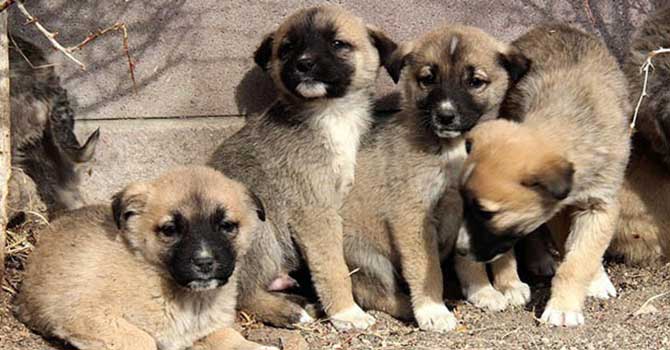 Öğretmen her canlıyı sevmeyi öğretendir