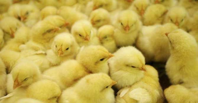 Öğretmen maaşları 'civcivle ödendi'