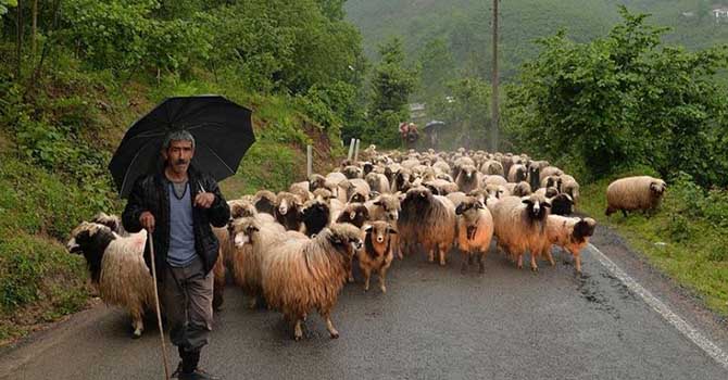 Yayla yasağı bu yıl sona erecek