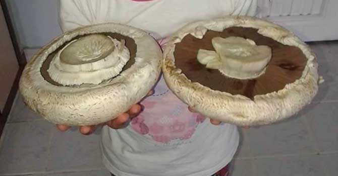 Bir buçuk kiloluk mantar şaşırttı