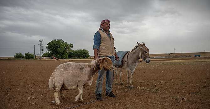 Koyunlar yaz tıraşıyla serinliyor