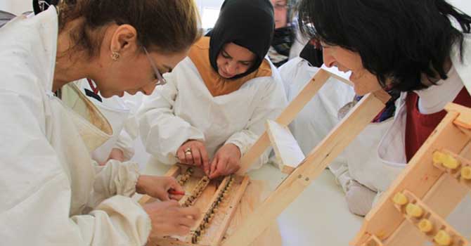 Arı sütünden para kazanacaklar