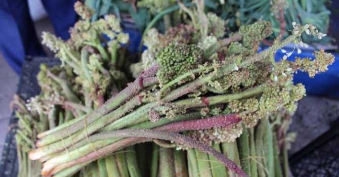 Kansere şifa dendi şimdi yok satıyor