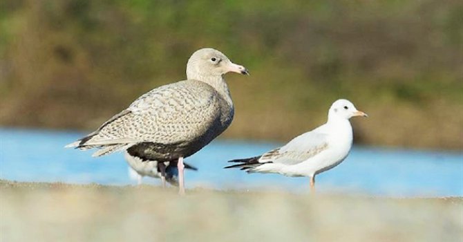 Küresel Isınmanın kuşlarda yaptığı korkunç etki