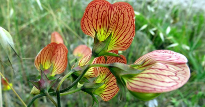 Dünya’da eşi olmayan bitki yok olma tehlikesiyle karşı karşıya