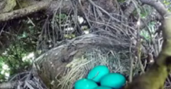 Fotoğrafçıyı şok eden manzara (Video Galeri)