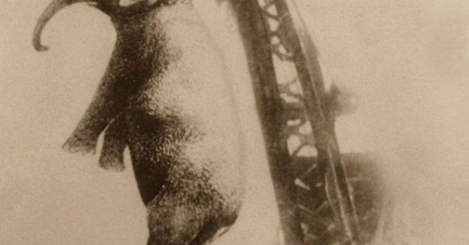 İnsanoğlu'nun yaptığı en anlamsız şeylerden biri; "Hayvan İdamı"