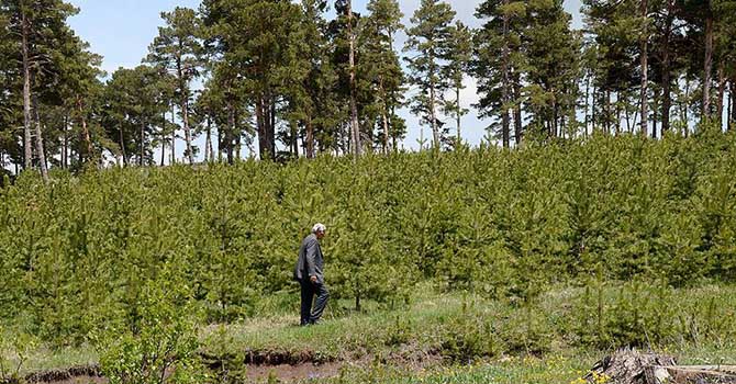 Köylüler organize olup 9 milyon fidan dikti