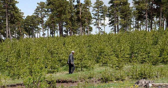 15 Temmuz şehitleri adına hatıra ormanı