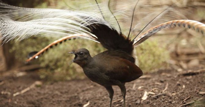 Yüce yaratıcının bir başka mucizesi: "Lir Kuşu" (video)