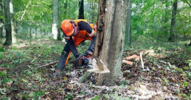 Ağaç kesmenin dini hükmü nedir?