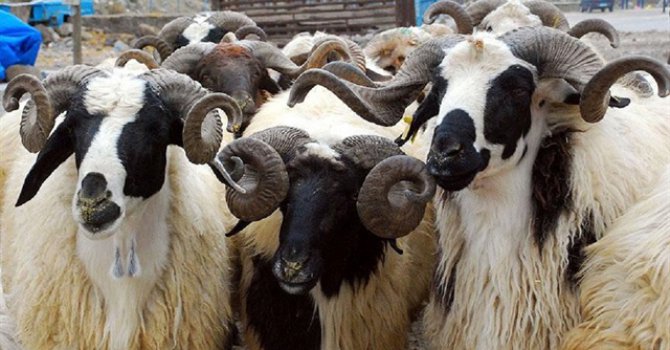 Avrupa'nın en büyük projesi Erzurum'a