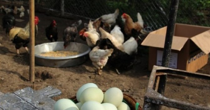 19 piliç şirketine soruşturma