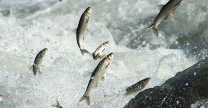 Böylesi görülmedi! Tam 10 ton...