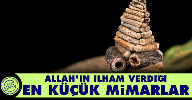 Allah'ın ilham verdiği en küçük mimarlar