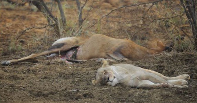 Aslan merhameti sebebiyle öldü