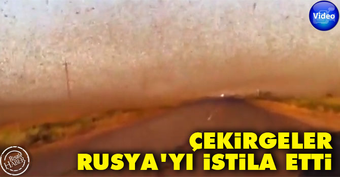 Çekirgeler Rusya'yı istila etti