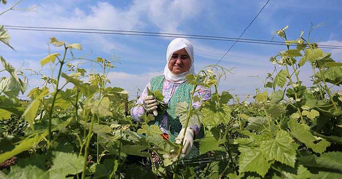 Yaprağı meyvesinden pahalı