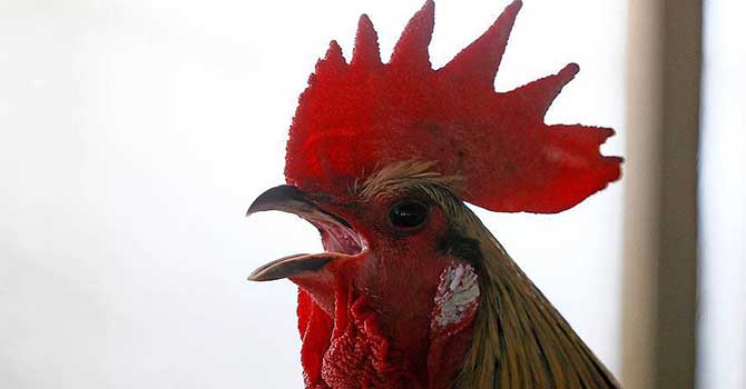 Pala Cafer 62 yıldır Denizli horozunun peşinde