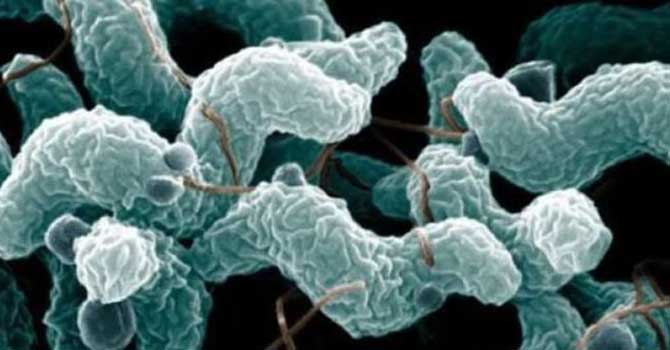 ‘Et yiyen bakteri Türkiye’ye yayılabilir’