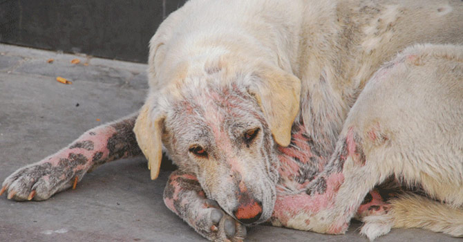 Görenlerin içi sızlıyor