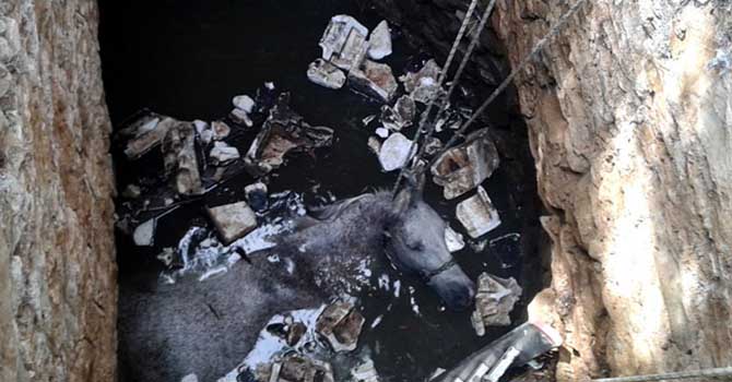 İtfaiye kuyuya düşen atı böyle kurtardı