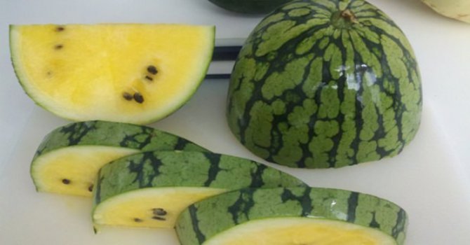 Sarı karpuzun faydaları say say bitmiyor!
