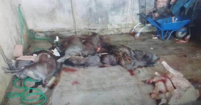 Yakalanmasaydı 5 ton domuz etini yedireceklerdi