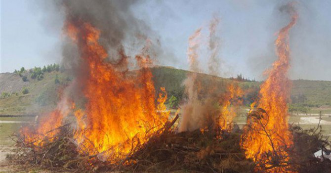 Aydın'da domuz eti operasyonu