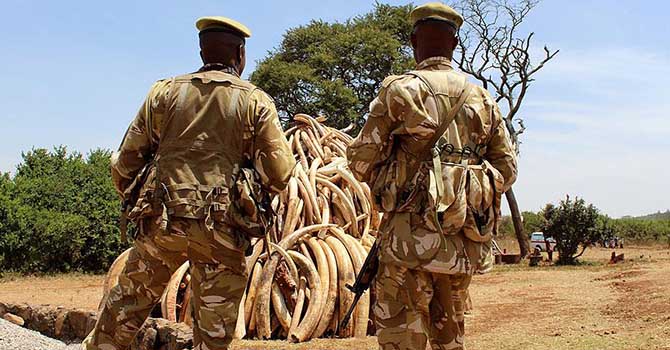 Vahşi yaşama karşı 164 binin üzerinde suç işlendi