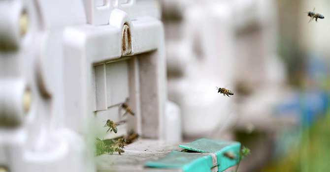 Ramazanda arı ürünleri tüketilmesi tavsiyesi